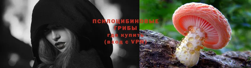 Псилоцибиновые грибы Psilocybe  Новое Девяткино 